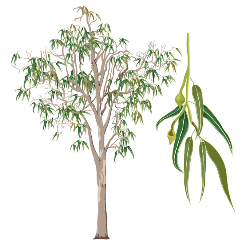 نهال اکالیپتوس Eucalyptus